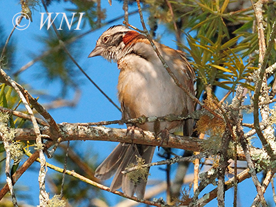 Rufous-collared Sparrow (Zonotrichia capensis)